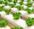 Grow Green: Revolutionize Your Garden With Eco-Friendly Hydroponic Systems